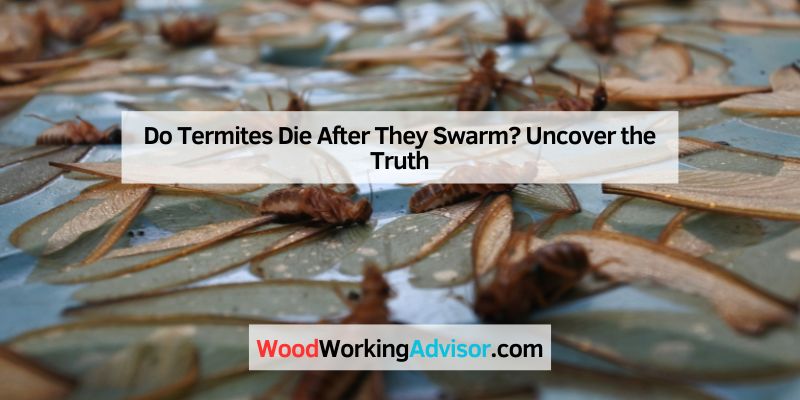 Do Termites Die After They Swarm