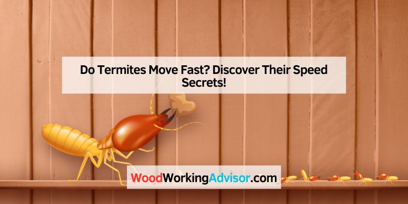 Do Termites Move Fast
