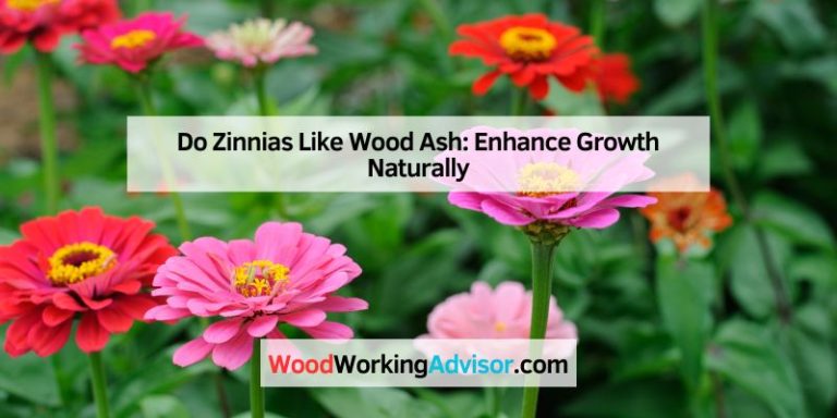 Do Zinnias Like Wood Ash