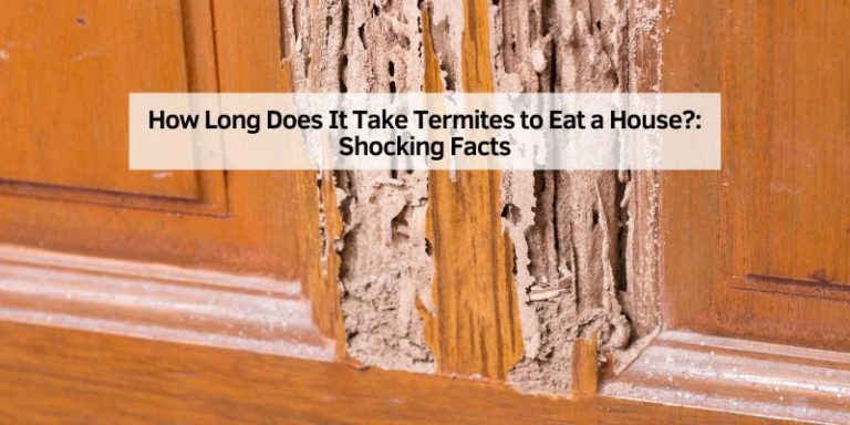 How Long Does It Take Termites to Eat a House