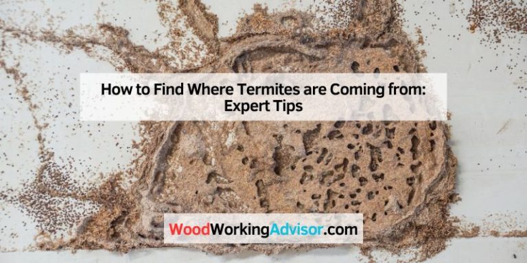 How to Find Where Termites are Coming from