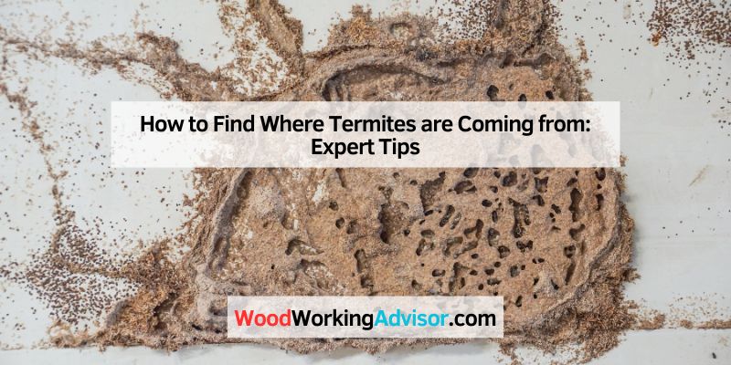 How to Find Where Termites are Coming from