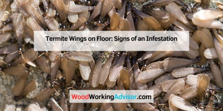 Termite Wings on Floor