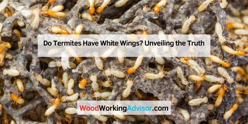 Do Termites Have White Wings? Unveiling the Truth