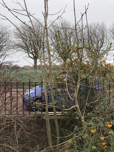 How to Stop an Ash Tree Growing