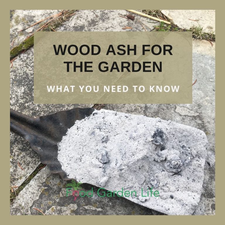 How to Use Wood Ash for Plants