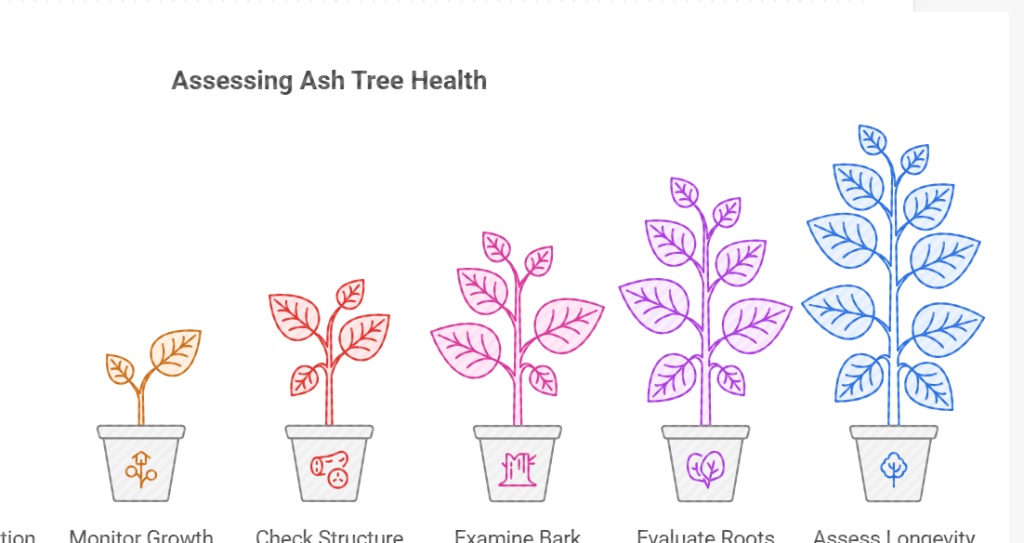 How Do You Know If Your Ash Tree is Infected