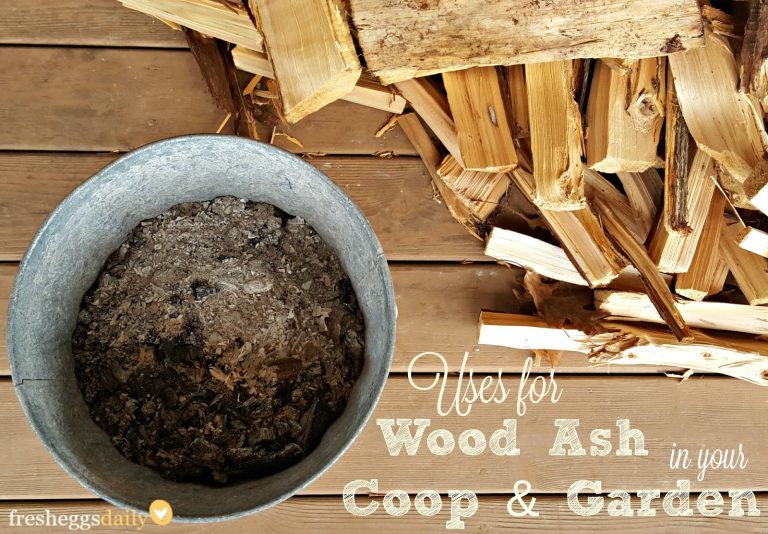 Is It Ok to Give Chickens Wood Ash
