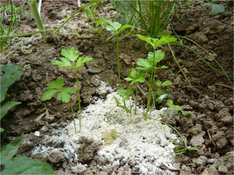 When to Put Wood Ash on Roses
