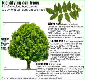 Where are Ash Tree Found