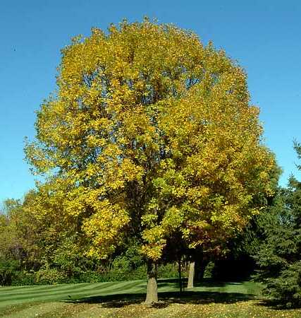 Where is Ash Wood Found