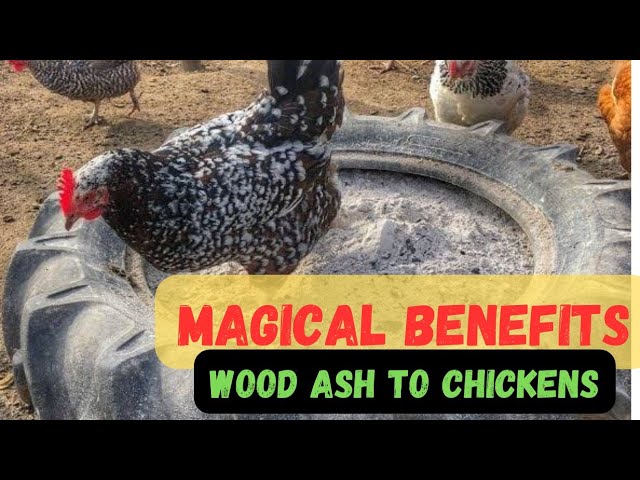 Will Chickens Eat Wood Ash