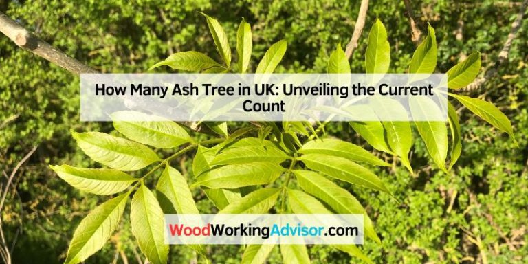 How Many Ash Tree in UK