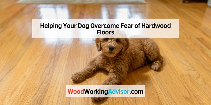 Helping Your Dog Overcome Fear of Hardwood Floors