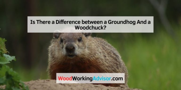 Is There a Difference between a Groundhog And a Woodchuck