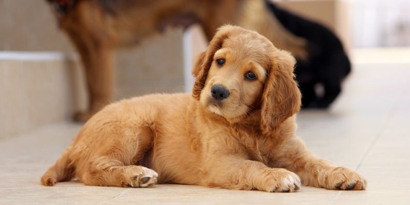 Signs Your Dog Is Scared of Hardwood Floors
