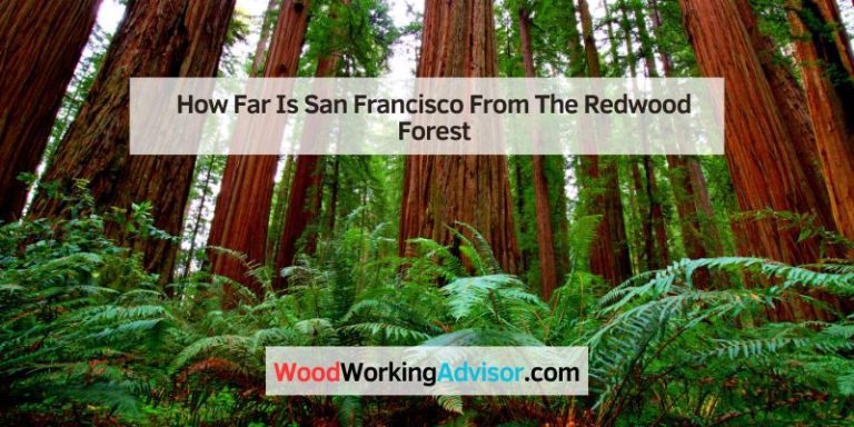 How Far Is San Francisco From The Redwood Forest