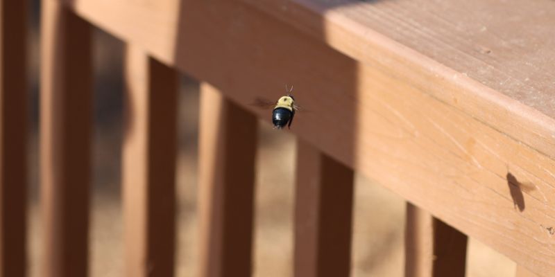How to Keep Carpenter Bees from Eating Your Wood