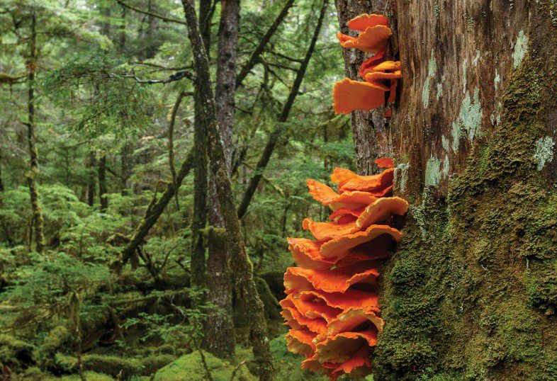 Jack O' Lantern Mushroom Vs Chicken Of The Woods