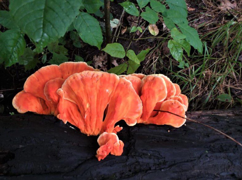 Jack O' Lantern Mushroom Vs Chicken Of The Woods
