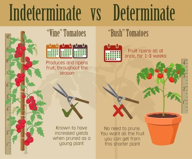 Are Cherry Tomato Plants Determinate Or Indeterminate