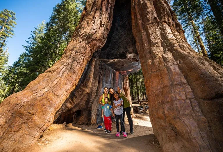 Are There Redwood Trees in Yosemite National Park