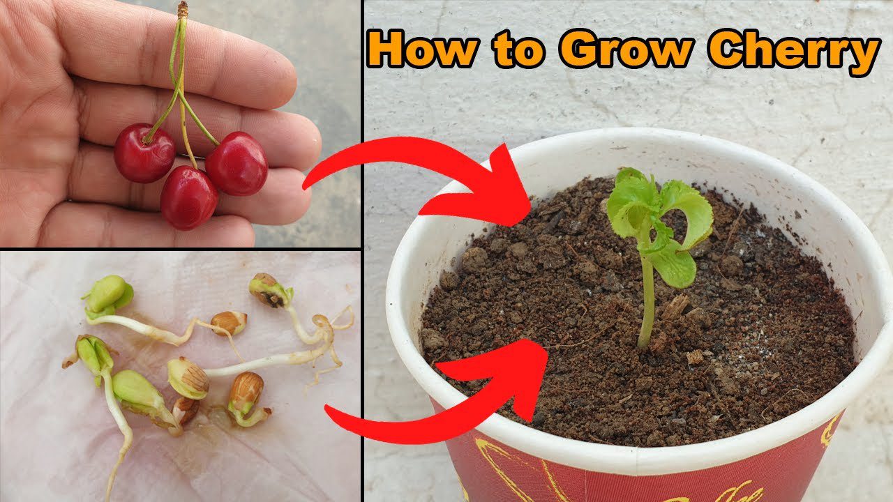 Can You Plant Cherry Seeds from Store Bought Cherries