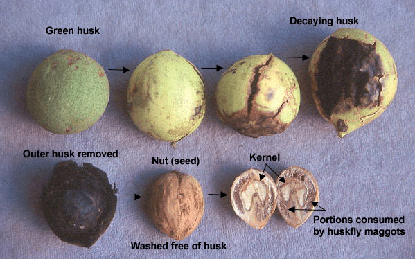 How to Plant Black Walnut Trees from Seeds With Husks