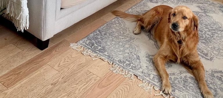 How to Prevent Dogs from Scratching Hardwood Floors
