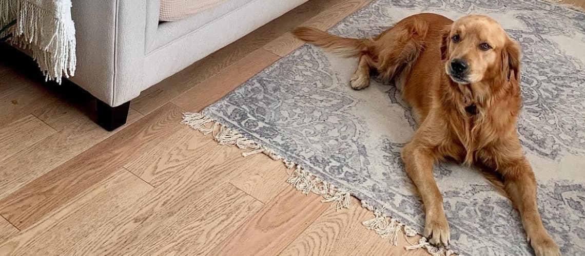 How to Prevent Dogs from Scratching Hardwood Floors