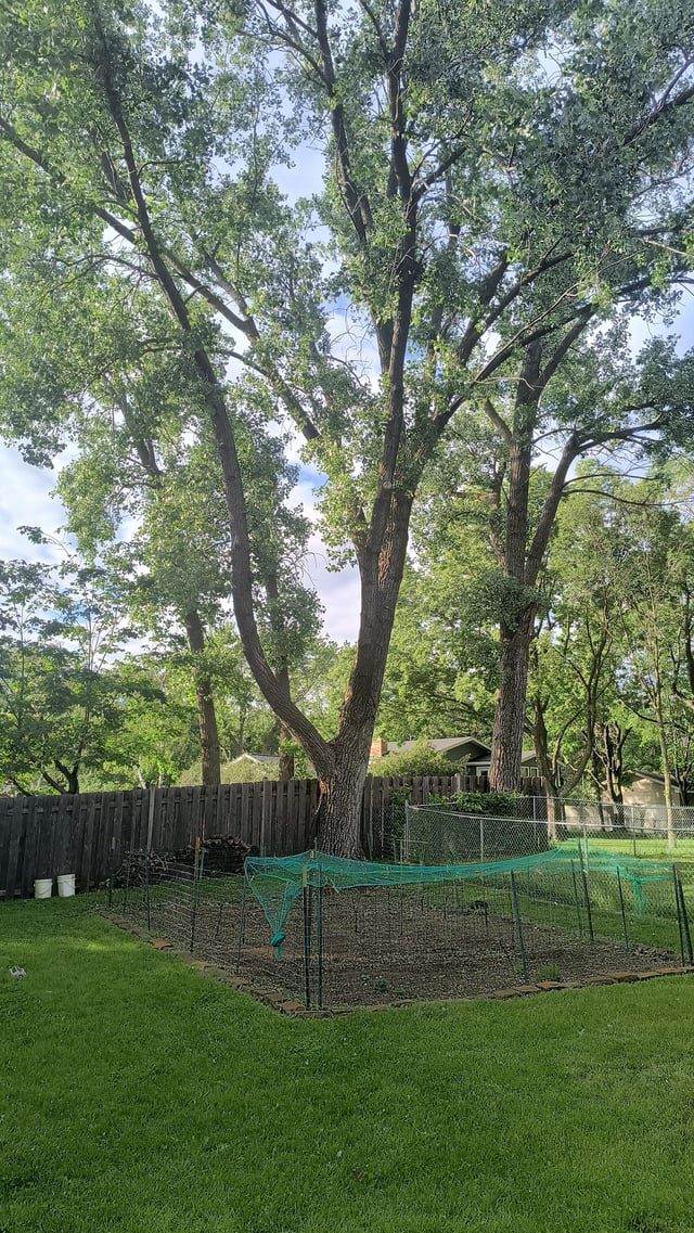 How to Stop Cottonwood Trees from Producing Cotton