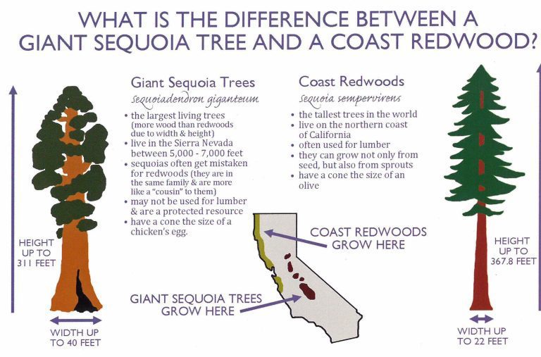 What is the Difference between a Redwood And a Sequoia