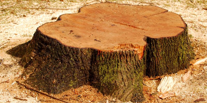 Painting Tree Stumps
