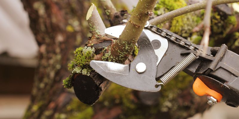 When to Prune Old Wood Hydrangeas