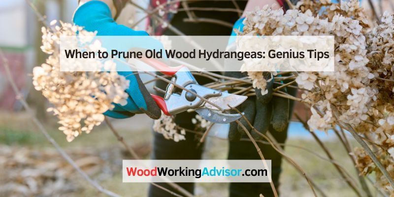 When to Prune Old Wood Hydrangeas