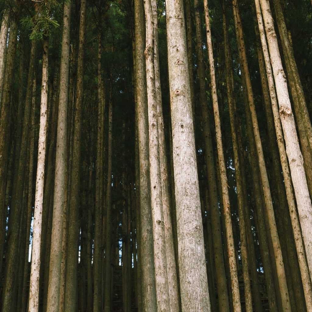 Height, Weight, And Other Body Measurements