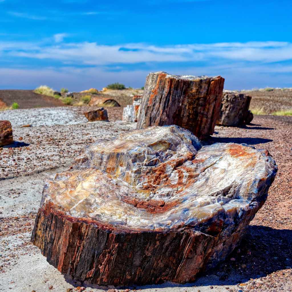 Agatized Wood Vs Petrified Wood
