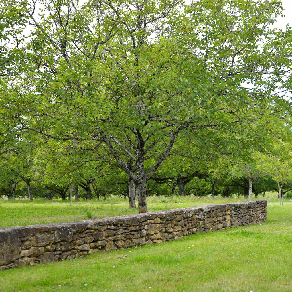 Harvesting for Wood and Nuts