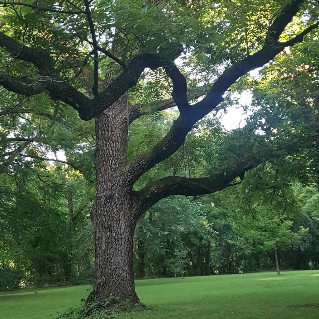 Are Black Walnut Trees Invasive?