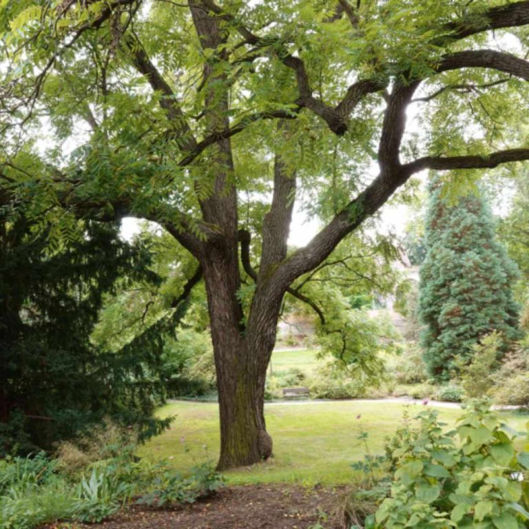Are Black Walnut Trees Toxic?
