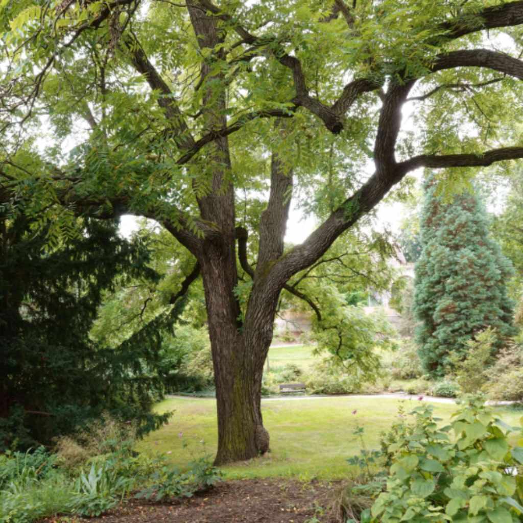 Are Black Walnut Trees Toxic?