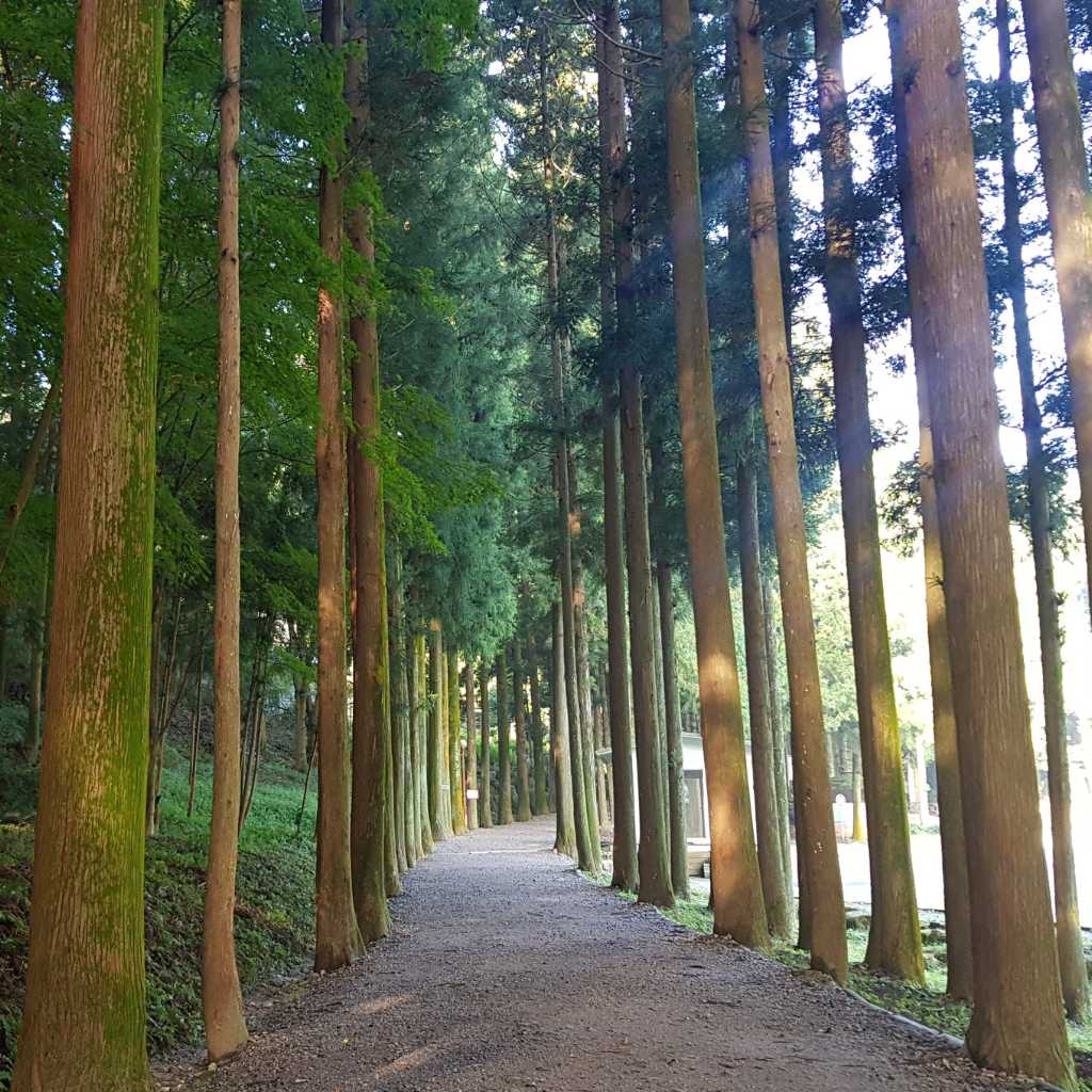 Assassin'S Creed Origins Where to Get Cedar Wood