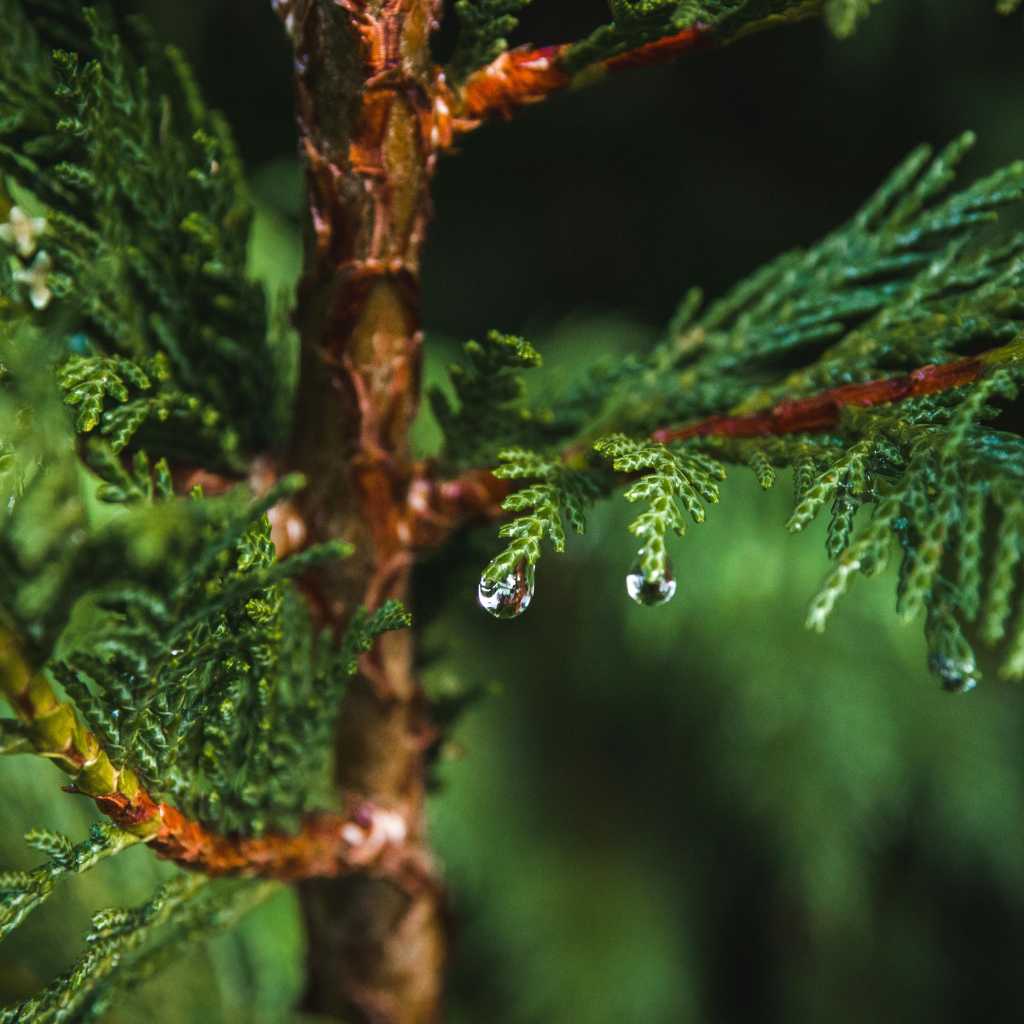 Height, Weight, And Other Body Measurements