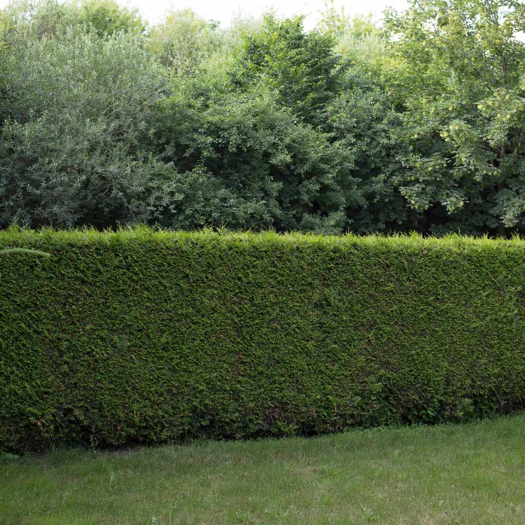 Top Cedar Varieties For Hedges