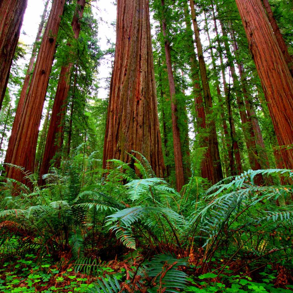 Understanding Redwood Ecology