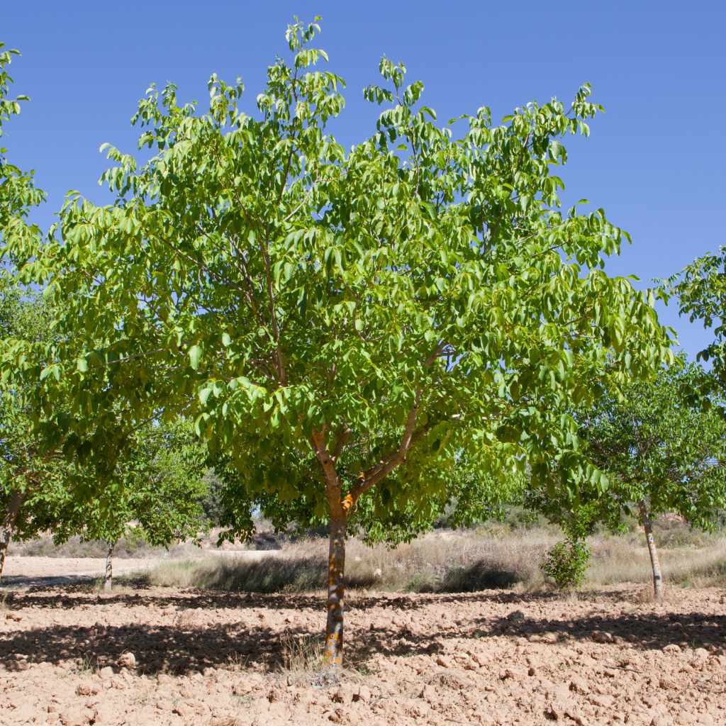 Black Walnut (Juglans nigra) – A Woodworker’s Dream
