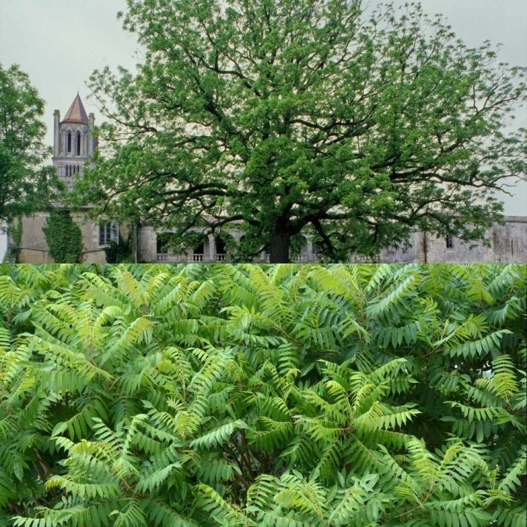 Black Walnut Tree Vs Tree of Heaven