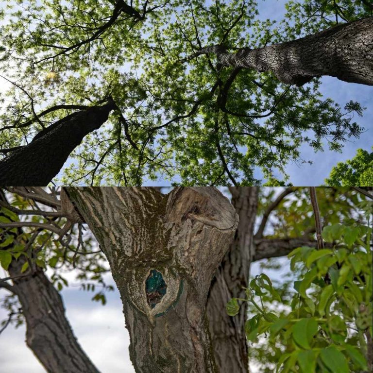 Black Walnut Tree Vs Walnut Tree