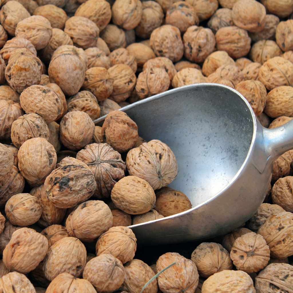 Where Texas Woodworkers Actually Find Walnut