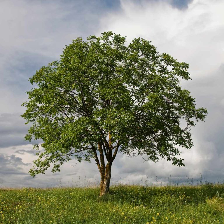 Can You Trim Walnut Trees In Summer?